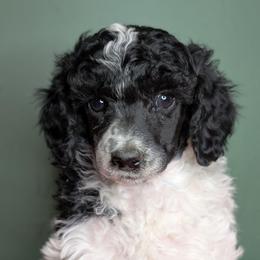 Alphonse - Parti male Poodle puppy in Salem Township, Maine from Moirae Poodles