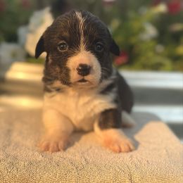 Vidia (2800) - Black and white female American Corgi puppy in Valley, Washington from Corgis of the Mountain Valley