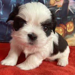 Shih Tzus from Heart of the Lion Shih Tzu