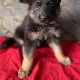 Red collar girl - Black and red female German Shepherd puppy in Coleta, Illinois from Four Leaf Farm- Vom Vierblättriges Bauernhof