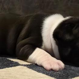 Girl 1 - Black and white female Boston Terrier puppy in Harrodsburg, Kentucky from Joey's Boston Terriers