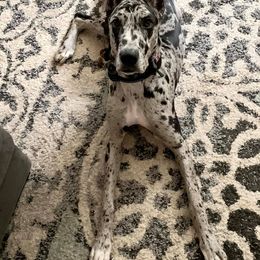 Great Dane Puppies from Dynamic Danes