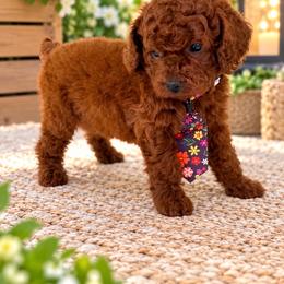 AKC-Chili - Red  male Poodle puppy in Cape Coral, Florida from Ruby the poodle