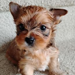 Talia (Russian Salon Dog) - Red sable female Havanese puppy in Kinston, North Carolina from Court Jester Havanese and Prissy Diva Russian Salon Dogs