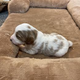 Girl 2 - Blenheim female Cavapoo puppy in Sugarcreek, Ohio from True Hearted Doodles