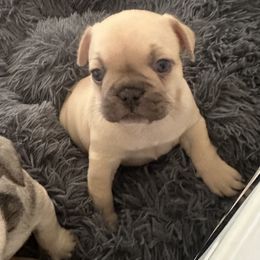 Coco Fawn - Fawn French Bulldog puppy in Medina, Ohio from Frenchies Du Jour