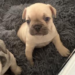 Coco Fawn - Fawn French Bulldog puppy in Medina, Ohio from Frenchies Du Jour