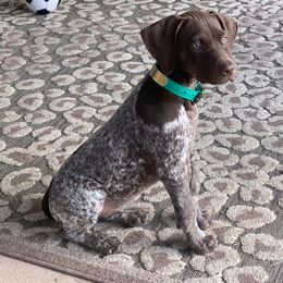 German Shorthaired Pointer and Jack Russell Terrier Puppies from Ivy Creek Kennels
