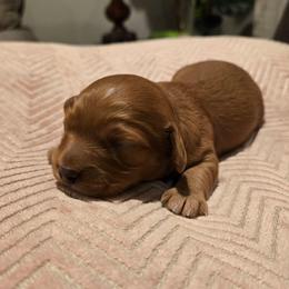 Austin - Red male Cavapoo puppy in Caldwell, Idaho from Terrace Cav's
