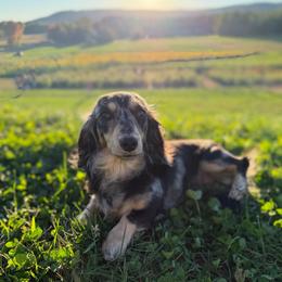 Mabel - Dachshund