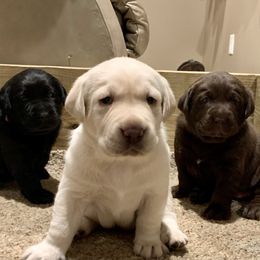 Labrador Retriever Puppies from Circle H Labradors