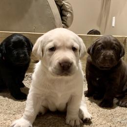 Labrador Retriever Puppies from Circle H Labradors