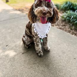 Lennyn - Goldendoodle