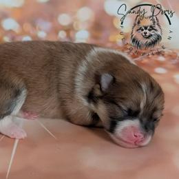 Girl 1 - Orange sable female Pomeranian puppy in Fultonville, New York from Sandy Aussies & Pomeranians