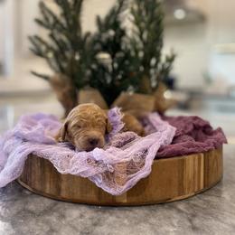 Kiara - Purple Collar - Apricot female Goldendoodle puppy in Arlington, Washington from Anderson Goldendoodles