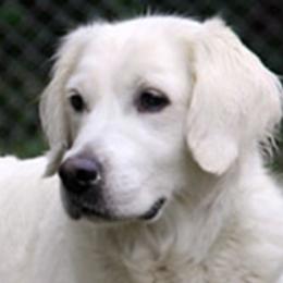 Golden Retrievers from Creek's Edge Goldens