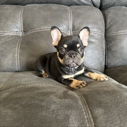 Girl 2 - Brindle female French Bulldog puppy in Ada, Oklahoma from Watkins French Bulldogs