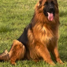 VASKA - German Shepherd