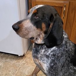 Bluetick Coonhounds from Debbie Fietzer's Bluetick Coonhounds