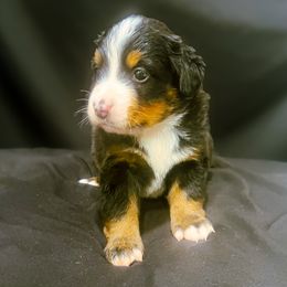 Girl 4 - Black rust and white female Bernese Mountain Dog puppy in Alabama from Dogwood Creek Bernese