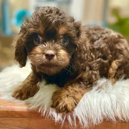 Crumpet - Chocolate female Cavapoo puppy in Palm Beach County, Florida from Benji’s Cockapoos