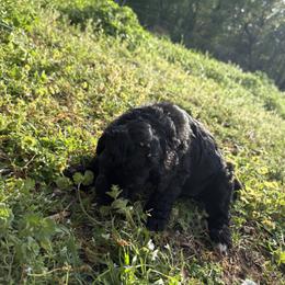 Golden Mountain Doodle Puppies from Turpin Ranch