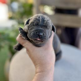 Chiara - Gray female Cane Corso puppy in Las Vegas, Nevada from LV3M Cane Corso