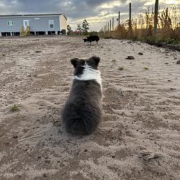 Pembroke Welsh Corgi Puppies from Storybook Corgis