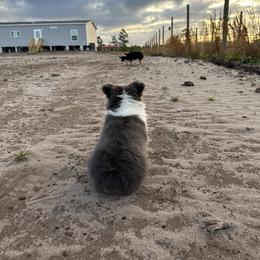 Pembroke Welsh Corgi Puppies from Storybook Corgis