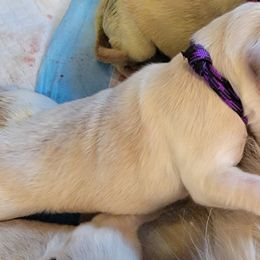 Golden Retriever Puppies from Mountain View Goldens