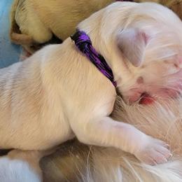 Golden Retriever Puppies from Mountain View Goldens