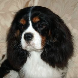Cavalier King Charles Spaniels from Cashay Cavaliers