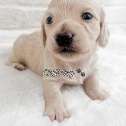 Dachshund Puppies from Chilidog Dachshunds