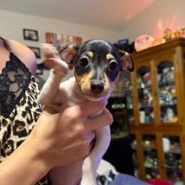 Pup E - White black and tan female Toy Fox Terrier puppy in Clermont, Florida from Debbie Hiles's Toy Fox Terriers