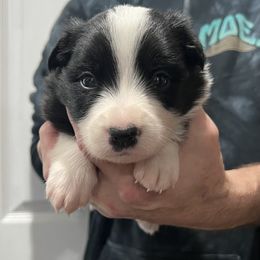 Male 3 - Black and white male Border Collie puppy in Memphis, New York from Dual Traxx Border Collies