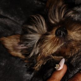 Yorkshire Terriers from Tiny Tiny Bundles
