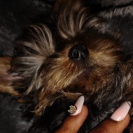 Yorkshire Terriers from Tiny Tiny Bundles