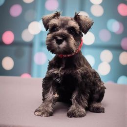 Molly's Red - Salt and pepper female Miniature Schnauzer puppy in Houston, Texas from Haughton Farm