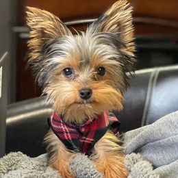 Yorkshire Terriers from Jeanie's Yorkshire Terriers