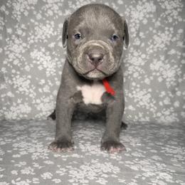 American Bully Puppies from M&M XL Bully Kennel