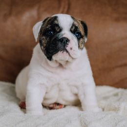 Cypress - White male Bulldog puppy in Sabinal, Texas from Cazares Royal Lineage Bulldogs