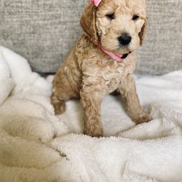 Bernedoodle and Labradoodle Puppies from Royal Doodles