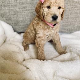 Bernedoodle and Labradoodle Puppies from Royal Doodles