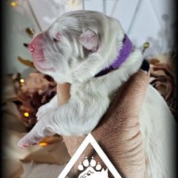 Francis - White female German Shepherd puppy in Sequim, Washington from German Shepherd Haus