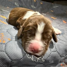 Oakley - Liver and white female English Springer Spaniel puppy in Findlay, Ohio from Flag City Springers