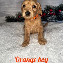 Boy 2 - Apricot Goldendoodle puppy in Modesto, California from Two Doods Doodles