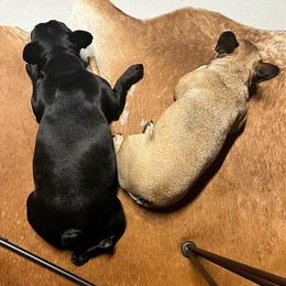French Bulldogs from Freeline Frenchies