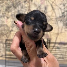 Soleil-3800 - Black and cream female Dachshund puppy in Winter Haven, Florida from Dreamwork Dachshunds