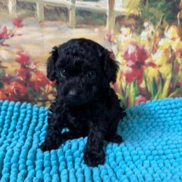 Colton - Black male Poodle puppy in Lawrenceburg, Tennessee from LUV Poodles and Maltipoos