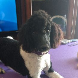 Piper - Poodle